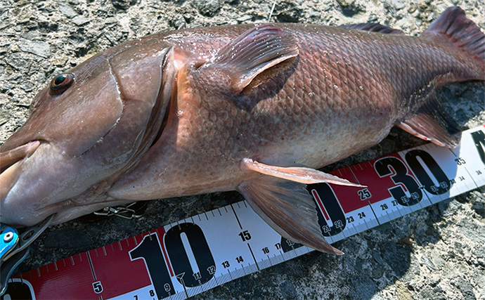 真夏の堤防エサ釣りで52cmコブダイをキャッチ　食い込み重視の胴突き仕掛けが的中