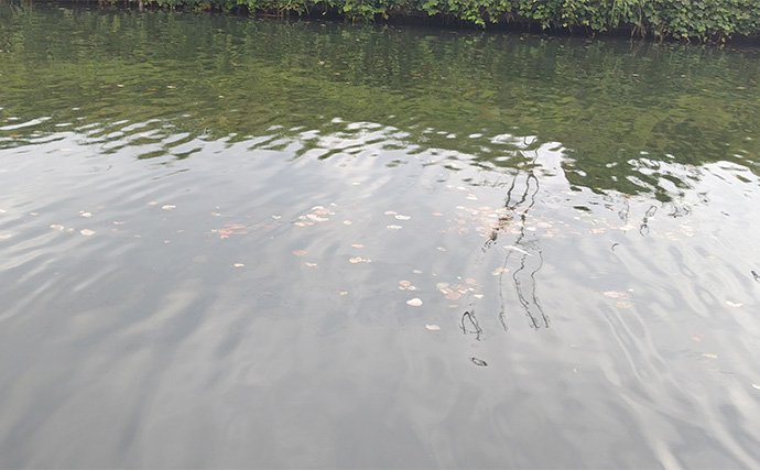 良型ボラがルアーに好反応！【千葉・村田川】派手なカラー＆トリッキーなアクションが吉