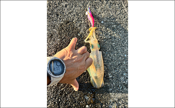 越前海岸で秋エギングが開幕！【福井】新子アオリイカ3匹キャッチに成功