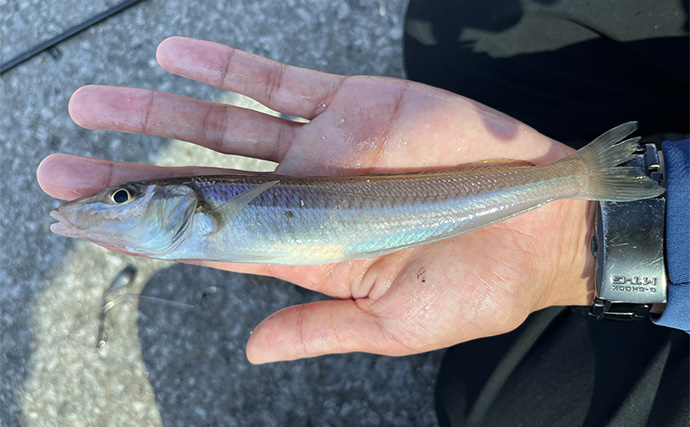 大阪湾の波止でのチョイ投げ釣りでキス爆釣を堪能【泉大津】10mの至近距離で連発