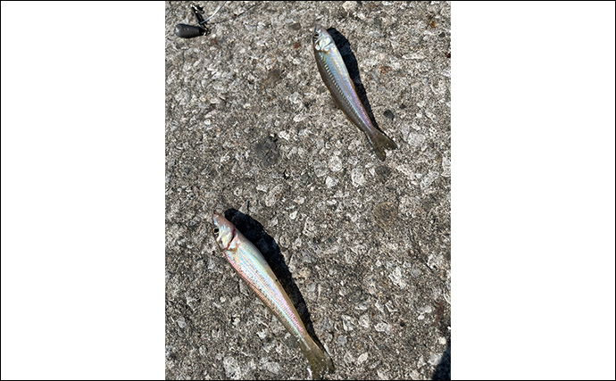 大阪湾の波止でのチョイ投げ釣りでキス爆釣を堪能【泉大津】10mの至近距離で連発