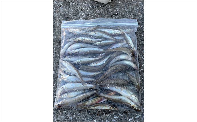 大阪湾の波止でのチョイ投げ釣りでキス爆釣を堪能【泉大津】10mの至近距離で連発