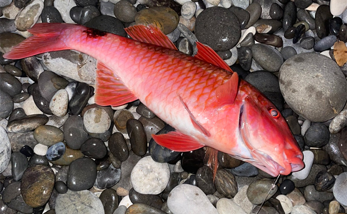 サーフぶっこみ釣りで大物を狙う！【三重・七里御浜】遠投ビッグヒットの正体とは？