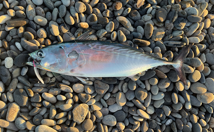 サーフぶっこみ釣りで大物を狙う！【三重・七里御浜】遠投ビッグヒットの正体とは？