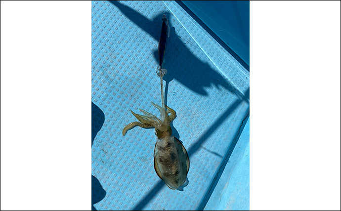 陸っぱりロッドでティップランエギングに初挑戦【福井】見事にアオリイカ20杯手中！