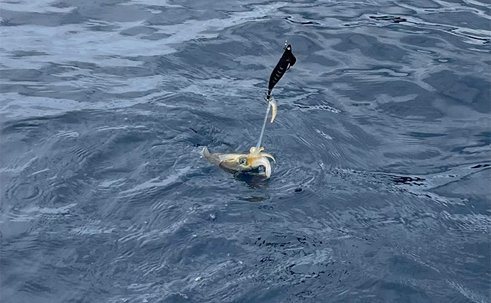 陸っぱりロッドでティップランエギングに初挑戦【福井】見事にアオリイカ20杯手中！