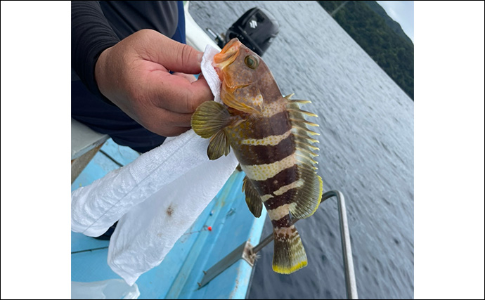 陸っぱりロッドでティップランエギングに初挑戦【福井】見事にアオリイカ20杯手中！