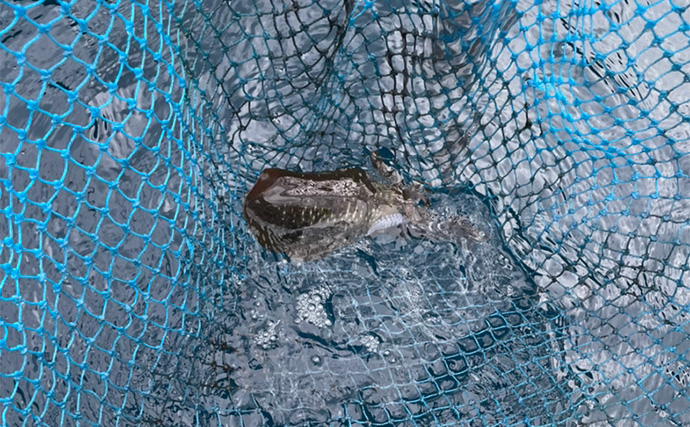 陸っぱりロッドでティップランエギングに初挑戦【福井】見事にアオリイカ20杯手中！