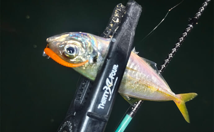 ランガン「アジングゲーム」で本命アジが連発【三重】だいだいカラーのワームが的中