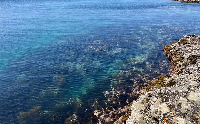 秋のアオリイカエギングで釣果を伸ばすコツ3選　足元確認とただ巻きをお忘れなく！