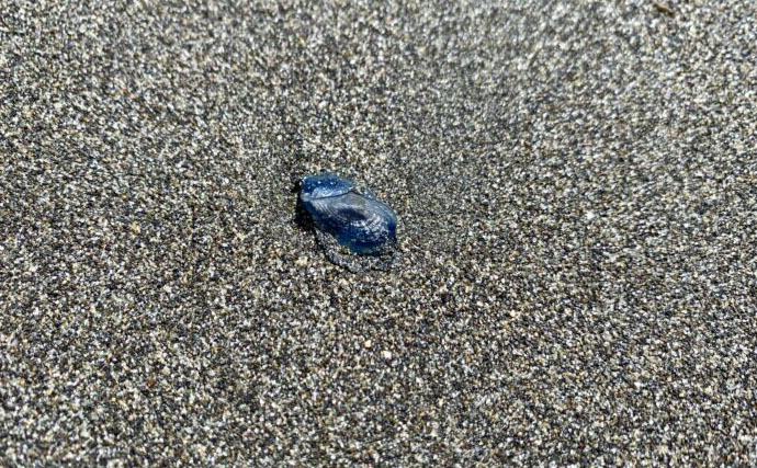 海岸に漂着していた『カツオノエボシ』を観察してみた　風が運ぶ多種多様な生き物たち