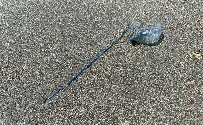 海岸に漂着していた『カツオノエボシ』を観察してみた　風が運ぶ多種多様な生き物たち