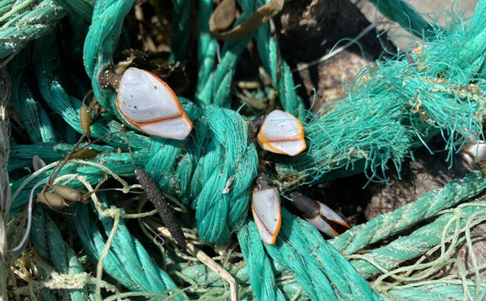 海岸に漂着していた『カツオノエボシ』を観察してみた　風が運ぶ多種多様な生き物たち