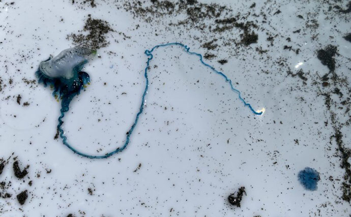 海岸に漂着していた『カツオノエボシ』を観察してみた　風が運ぶ多種多様な生き物たち