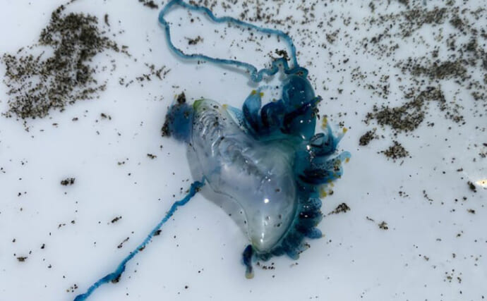 海岸に漂着していた『カツオノエボシ』を観察してみた　風が運ぶ多種多様な生き物たち