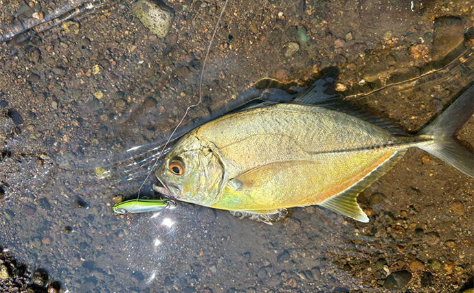 伊豆ライトゲームでメッキアジ＆クロダイをキャッチ！【静岡】チニングではコチがヒット