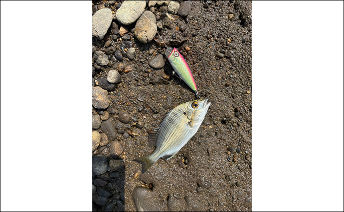 伊豆ライトゲームでメッキアジ＆クロダイをキャッチ！【静岡】チニングではコチがヒット