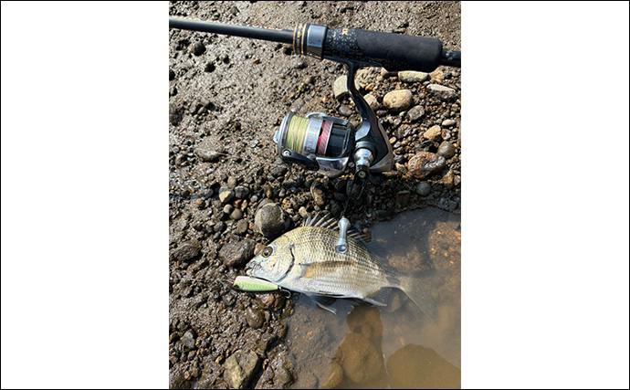 伊豆ライトゲームでメッキアジ＆クロダイをキャッチ！【静岡】チニングではコチがヒット