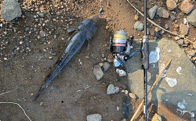 伊豆ライトゲームでメッキアジ＆クロダイをキャッチ！【静岡】チニングではコチがヒット