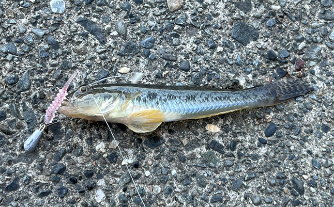 セリアのアジングワームを浜名湖で使ってみたらハゼが猛烈アタック！【表鷲津湖岸公園】