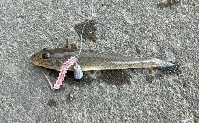 セリアのアジングワームを浜名湖で使ってみたらハゼが猛烈アタック！【表鷲津湖岸公園】