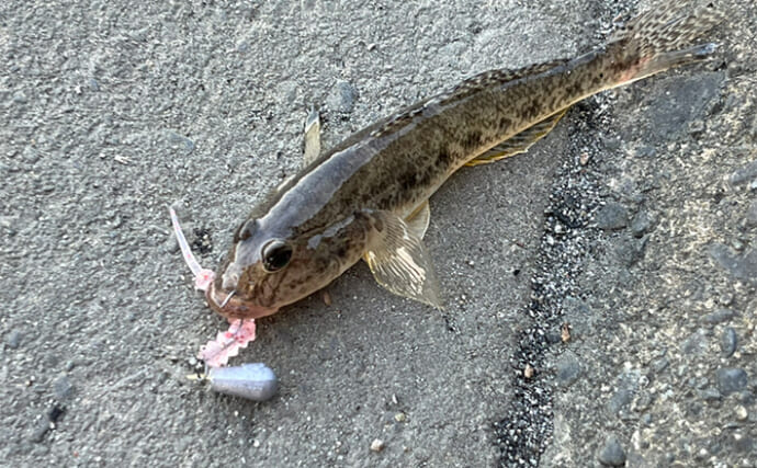 セリアのアジングワームを浜名湖で使ってみたらハゼが猛烈アタック！【表鷲津湖岸公園】