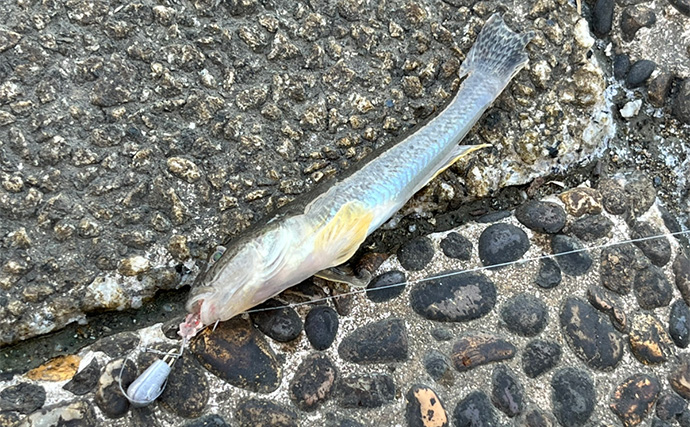 セリアのアジングワームを浜名湖で使ってみたらハゼが猛烈アタック！【表鷲津湖岸公園】