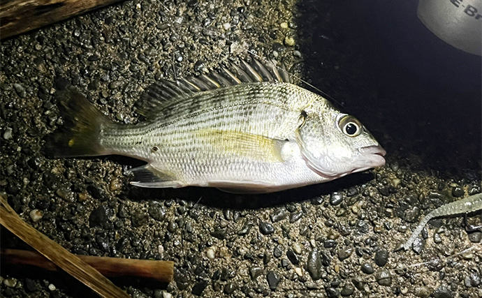 ネット通販の激安スプーンでチニングに挑戦【静岡・表鷲津湖岸公園】本命不発もヘダイがヒット