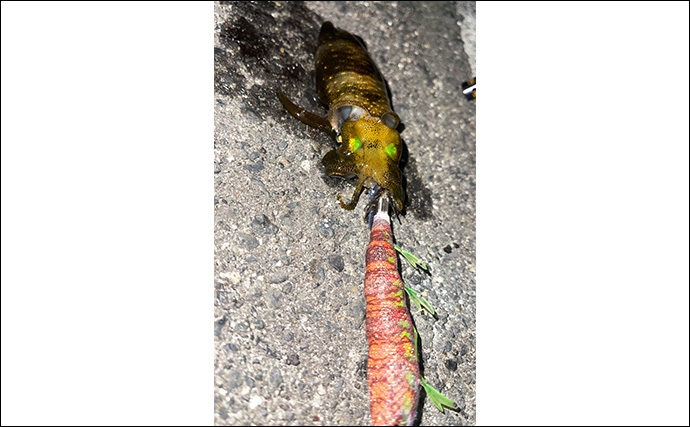 秋イカ調査のエギングで小型アオリイカ2杯【広島・倉橋島】 本番は10月以降か