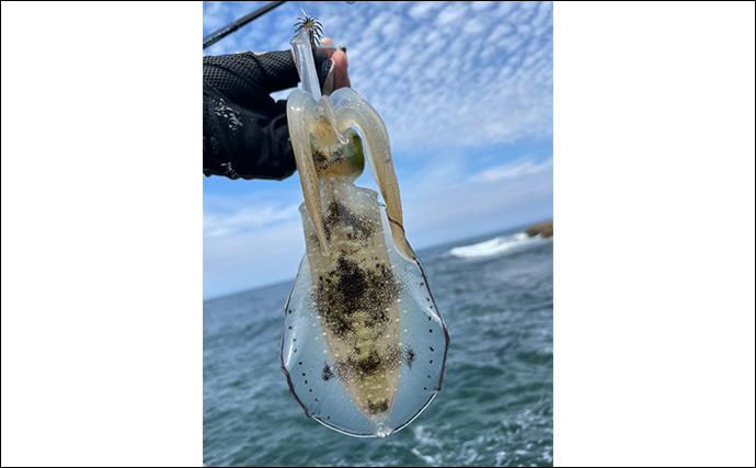 秋のアオリイカエギングで釣果を伸ばすコツ3選　足元確認とただ巻きをお忘れなく！