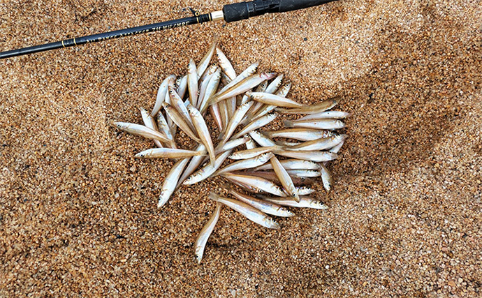 【2025年版】エギングロッドおすすめ20選！　初心者にもわかる失敗しない選び方を解説