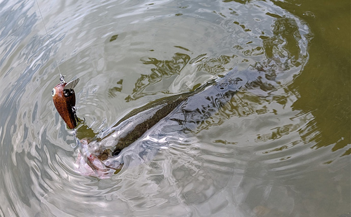 自作ルアーでバスフィッシング【三重】シャロークランクでブラックバスをキャッチ