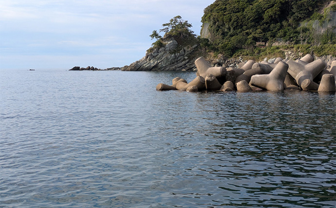 越前海岸のライトソルトゲームでアコウ連発！【福井】シャッドテールのワームに好反応