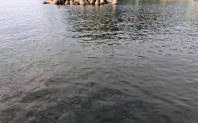 越前海岸のライトソルトゲームでアコウ連発！【福井】シャッドテールのワームに好反応