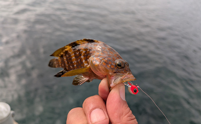 越前海岸のライトソルトゲームでアコウ連発！【福井】シャッドテールのワームに好反応