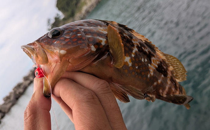 越前海岸のライトソルトゲームでアコウ連発！【福井】シャッドテールのワームに好反応