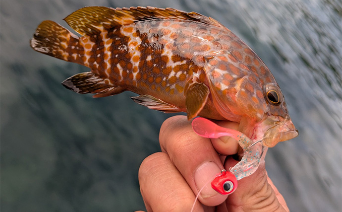 越前海岸のライトソルトゲームでアコウ連発！【福井】シャッドテールのワームに好反応