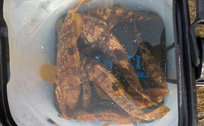 越前海岸のライトソルトゲームでアコウ連発！【福井】シャッドテールのワームに好反応