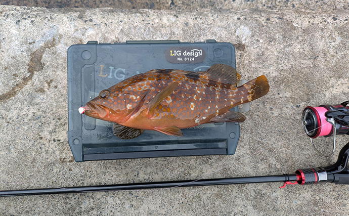 越前海岸のライトソルトゲームでアコウ連発！【福井】シャッドテールのワームに好反応