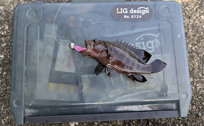 漁港ライトソルトゲームでオオモンハタ祭り！【三重・南伊勢】カンモンハタ＆ヤミハタも登場