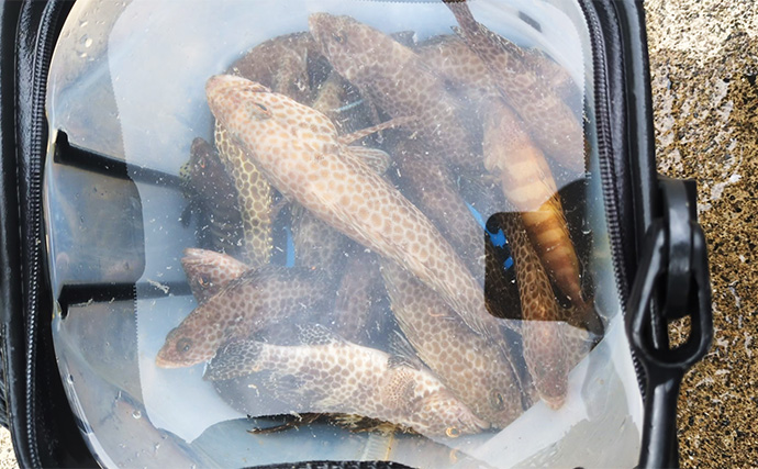 漁港ライトソルトゲームでオオモンハタ祭り！【三重・南伊勢】カンモンハタ＆ヤミハタも登場