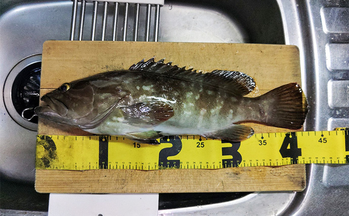 「漁港で高級魚クエが釣れる？」 エサ・ルアー釣りどちらでもクエキャッチに成功【和歌山】