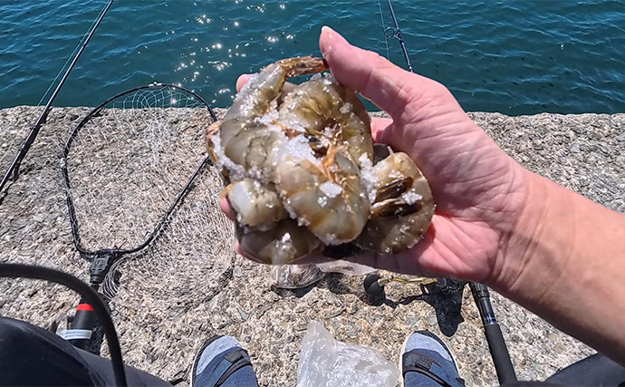 真夏の堤防エサ釣りで52cmコブダイをキャッチ　食い込み重視の胴突き仕掛けが的中