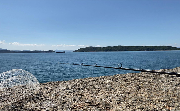 真夏の堤防エサ釣りで52cmコブダイをキャッチ　食い込み重視の胴突き仕掛けが的中