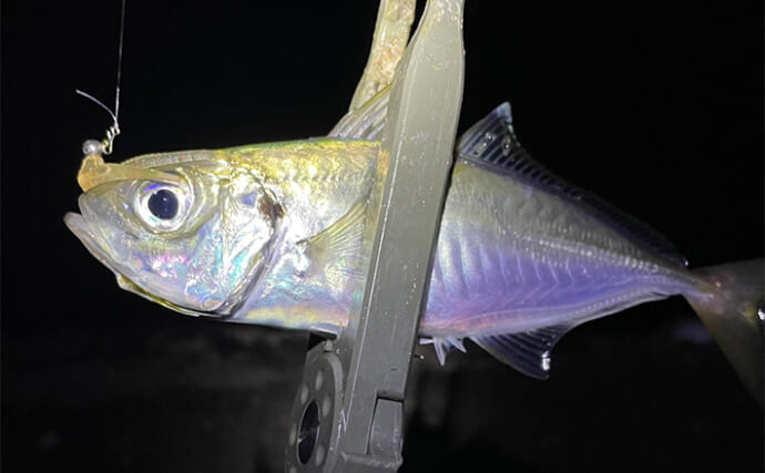 大阪湾沿岸の【秋に狙える釣りターゲット】　タチウオ・アジ・メバルは外せない！