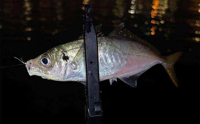 大阪南港の秋アジングシーズン開幕はいつ？ 「サヨリ」の群れ回遊タイミングがヒント