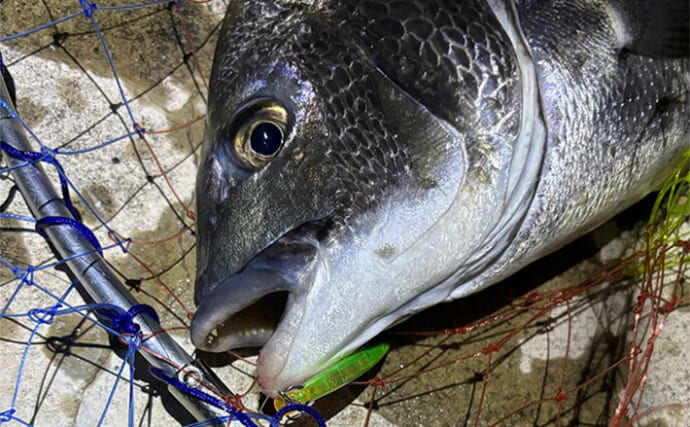 身近な陸っぱりで釣れる【引きが楽しい魚ランキング】 1位は大暴れ＆ジャンプもするあの魚