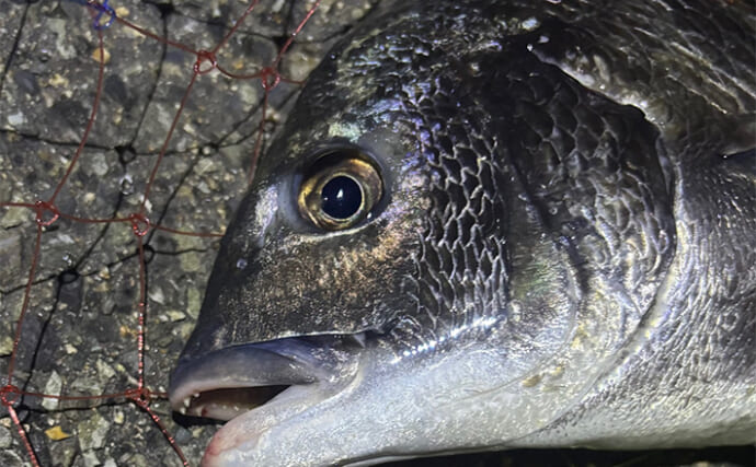 「2025年はチヌの当たり年？」泉大津でのライトゲーム釣行でチヌ2尾【大阪】