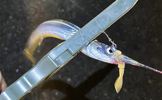 秋に沿岸に現れるサヨリはルアーで釣れるのか？ 食わすより引っ掛けるが正解か