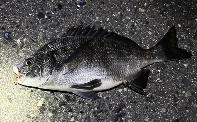 大阪湾チニングで本チヌにキビレを連続キャッチ【泉大津】メバリングタックルを流用